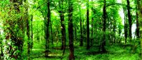Good morning green forest - HD wallpaper