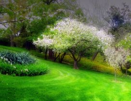 White flowers on a wonderful tree - spring season time
