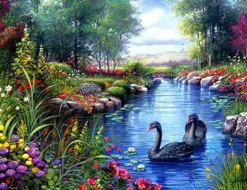 Wonderful black swans on the river - Painted spring season