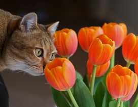 Brown cat smells tulips - spring flowers season
