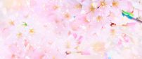 Wonderful pink tree flowers - HD wallpaper