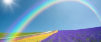 Wonderful lavender field and rainbow on the sky