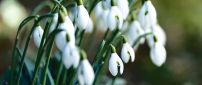 Wonderful bouquet of snowdrop flowers  -spring season time