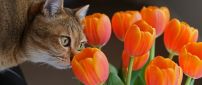 Brown cat smells tulips - spring flowers season