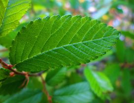 Green leaf macro HD wallpaper - Spring season time
