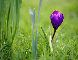 One single crocus in the green grass of new spring season