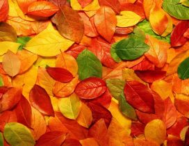 Carpet of the autumn leaves - HD wallpaper