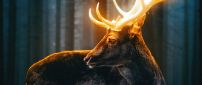 Wonderful deer in the fire - HD wallpaper