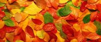 Carpet of the autumn leaves - HD wallpaper