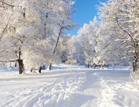 Park full with white snow - Beautiful winter season