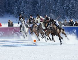 Horse winter sport - wonderful season time