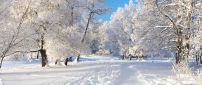Park full with white snow - Beautiful winter season