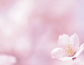 Pink flower - blossom cherry spring time