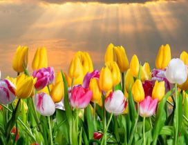 Sunlight over the beautiful tulip flowers