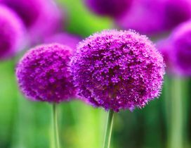 Small Lily purple flowers - Macro spring photo wallpaper