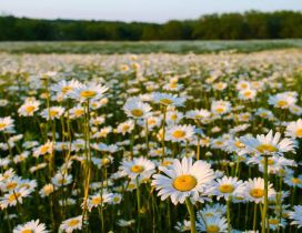 Daisy flowers on a field - Spring season time