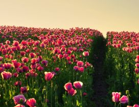 Wonderful red tulips in the sunlight - HD wallpaper spring
