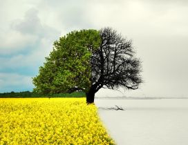 Winter versus Spring season time - white and yellow