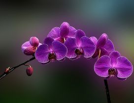 Purple orchid flowers - HD beautiful spring season