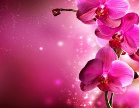 Magic flowers - Pink orchid plant
