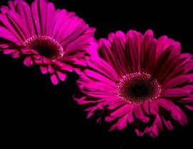 Two wonderful pink daisy flowers - HD wallpaper dark wall