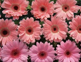 Small gerbera flowers - Pink HD wallpaper