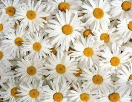 Full white daisy flowers wallpaper - Spring season