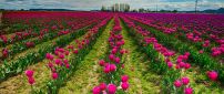 Netherlands pink tulips on a field - HD wallpaper