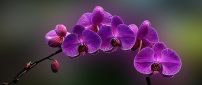 Purple orchid flowers - HD beautiful spring season