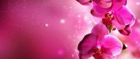 Magic flowers - Pink orchid plant