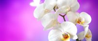 Wonderful white orchid flowers blossom spring season