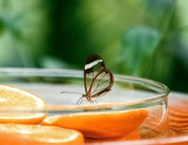 Beautiful transparent butterfly on a slice of orange