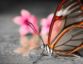 Macro transparent butterfly - Wonderful nature insect