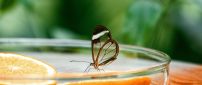 Beautiful transparent butterfly on a slice of orange