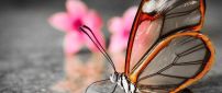 Macro transparent butterfly - Wonderful nature insect