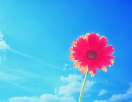 Wonderful pink flower in the sun - Blue sky