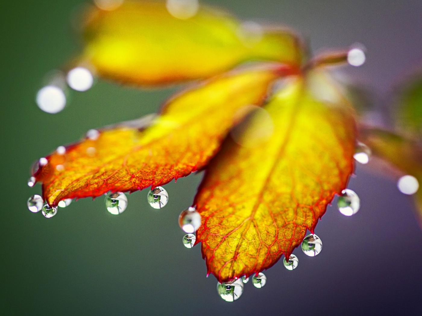 Macro water drops on the Autumn leaves - HD wallpaper