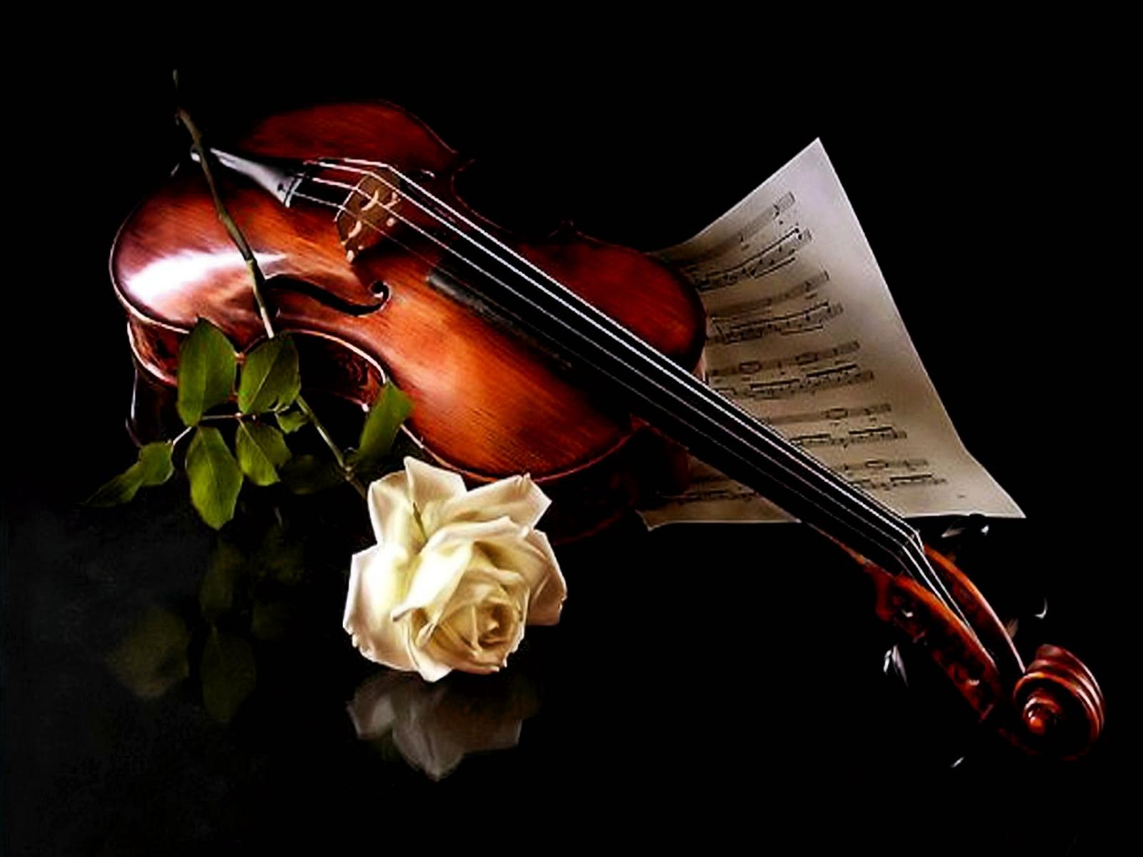 The music of violin and a beautiful white rose
