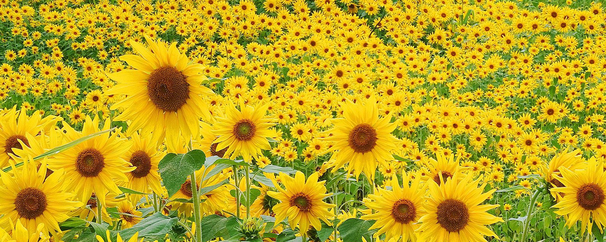 Download Field full of sunflowers Dual 1280x1024.