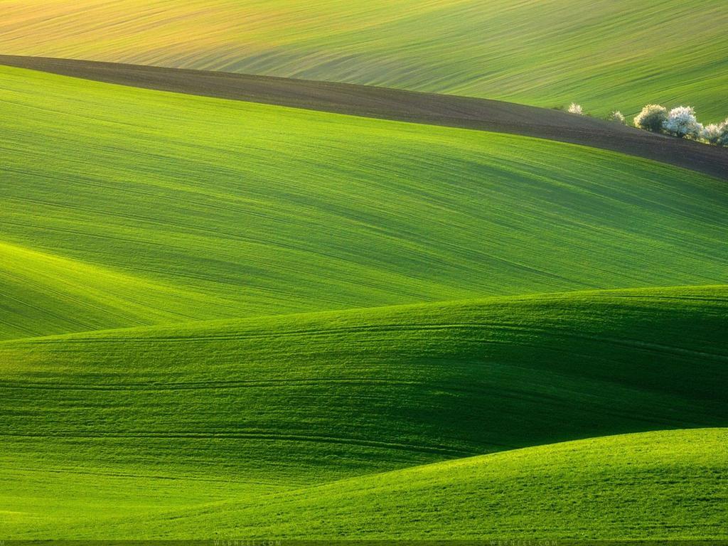 Wonderful green field - HD nature wallpaper