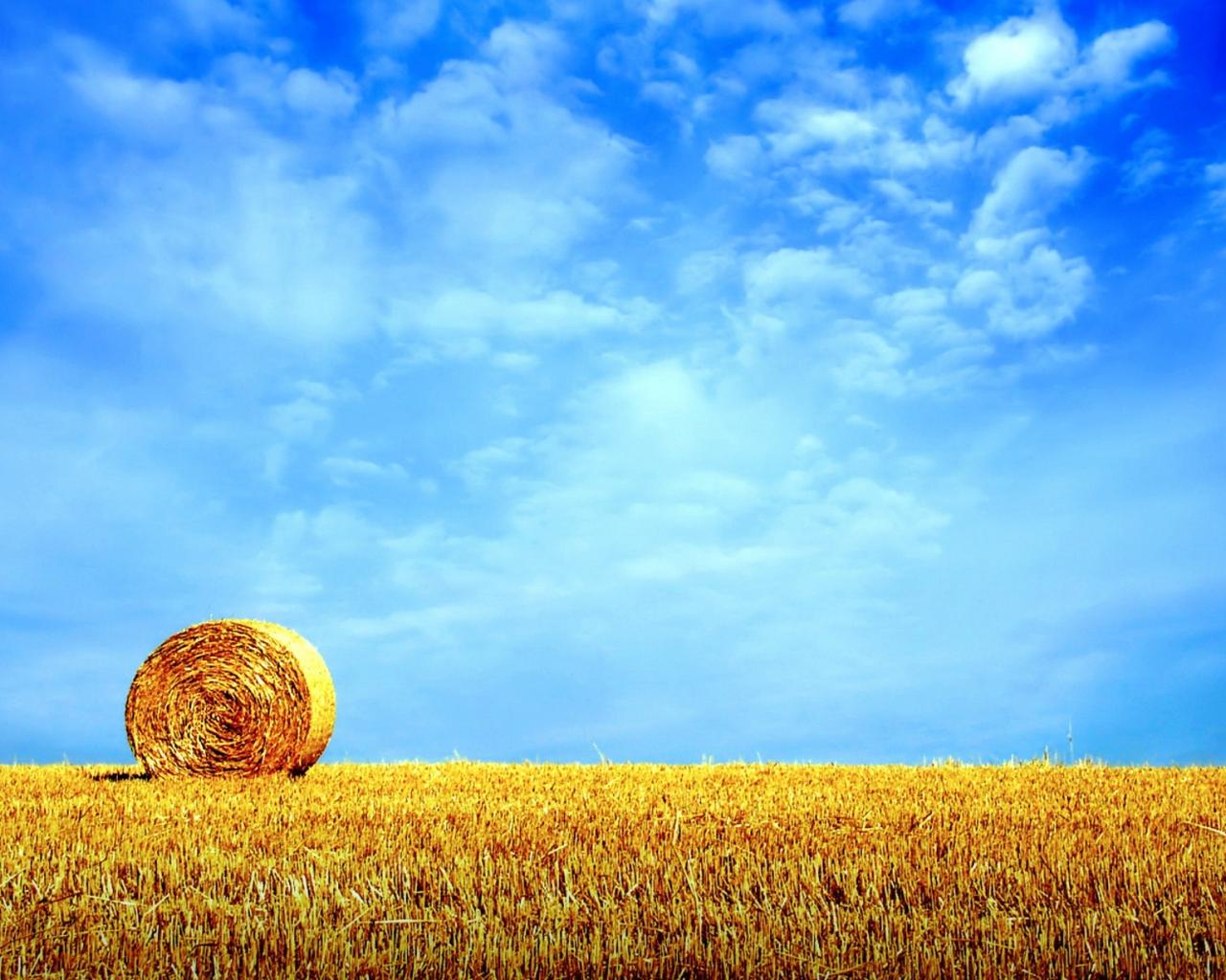 Golden wheat field - summer HD wallpaper