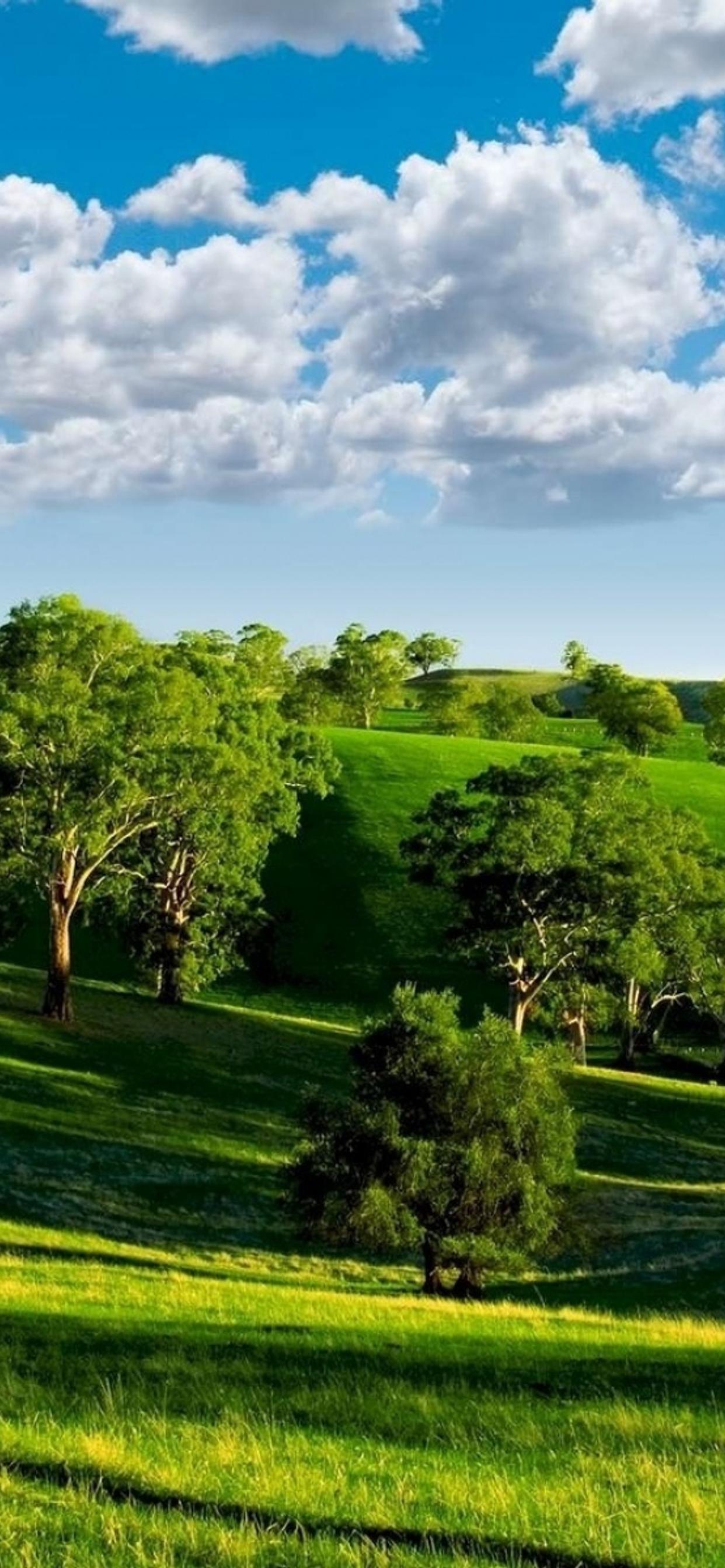 Green nature - trees on the field and beautiful blue sky