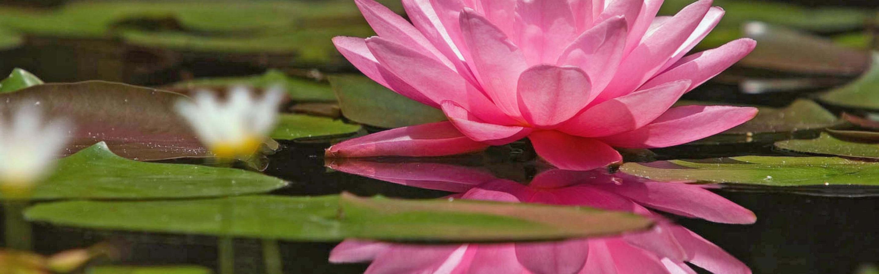 Pink lotus on the water - Water flower wallpaper