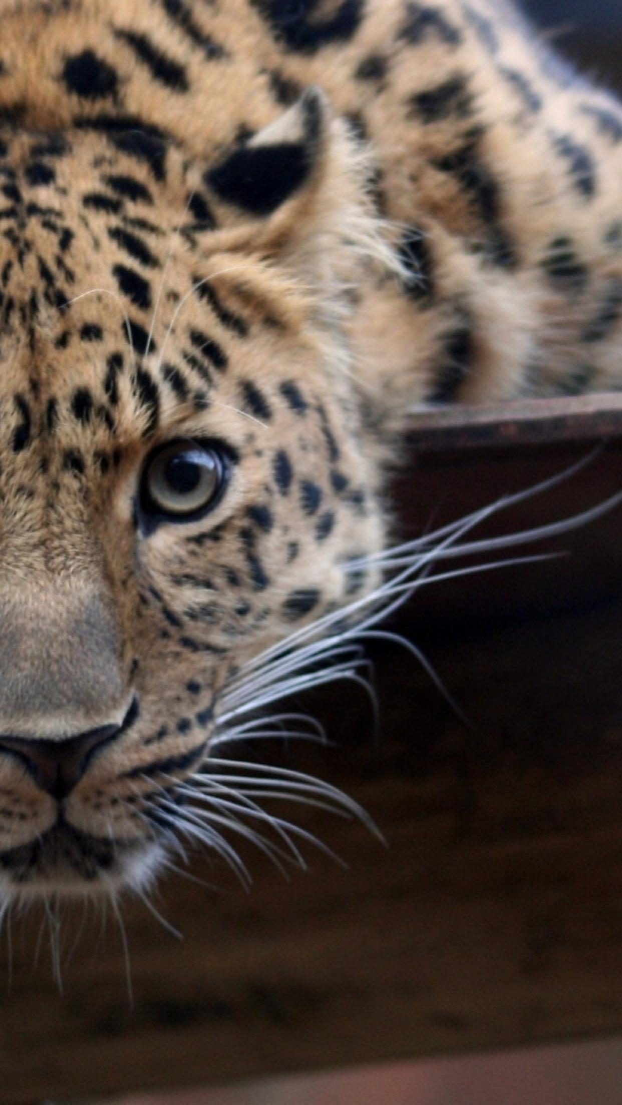 A beautiful big jaguar - Wild animal wallpaper