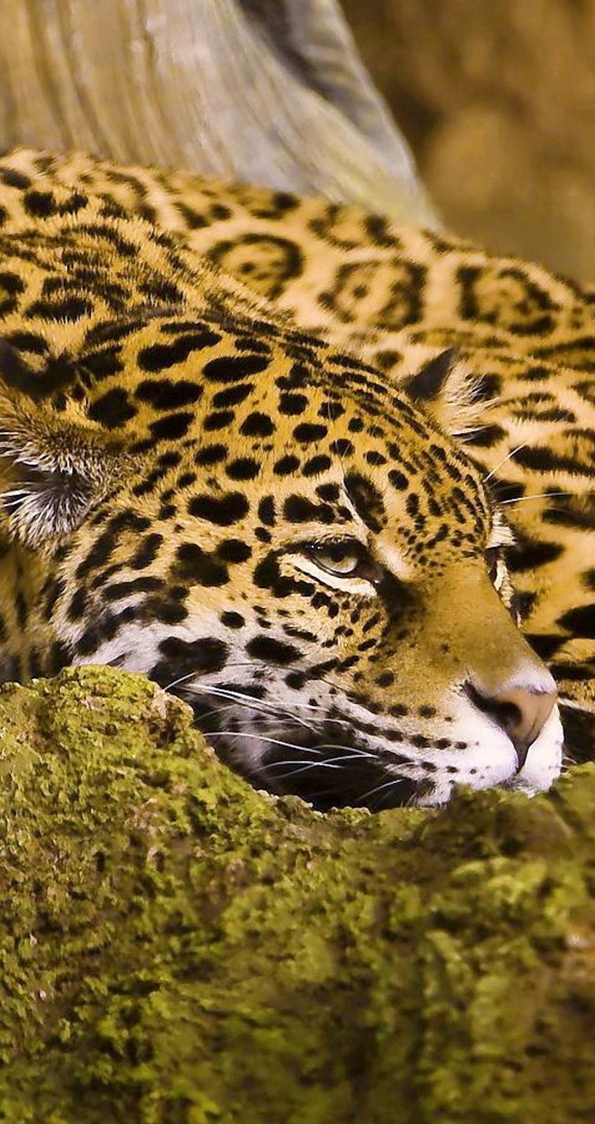 A beautiful jaguar on a rock - Wild animal