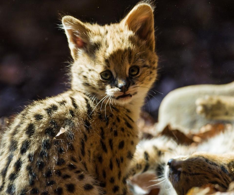 A cute baby jaguar - Wild animal