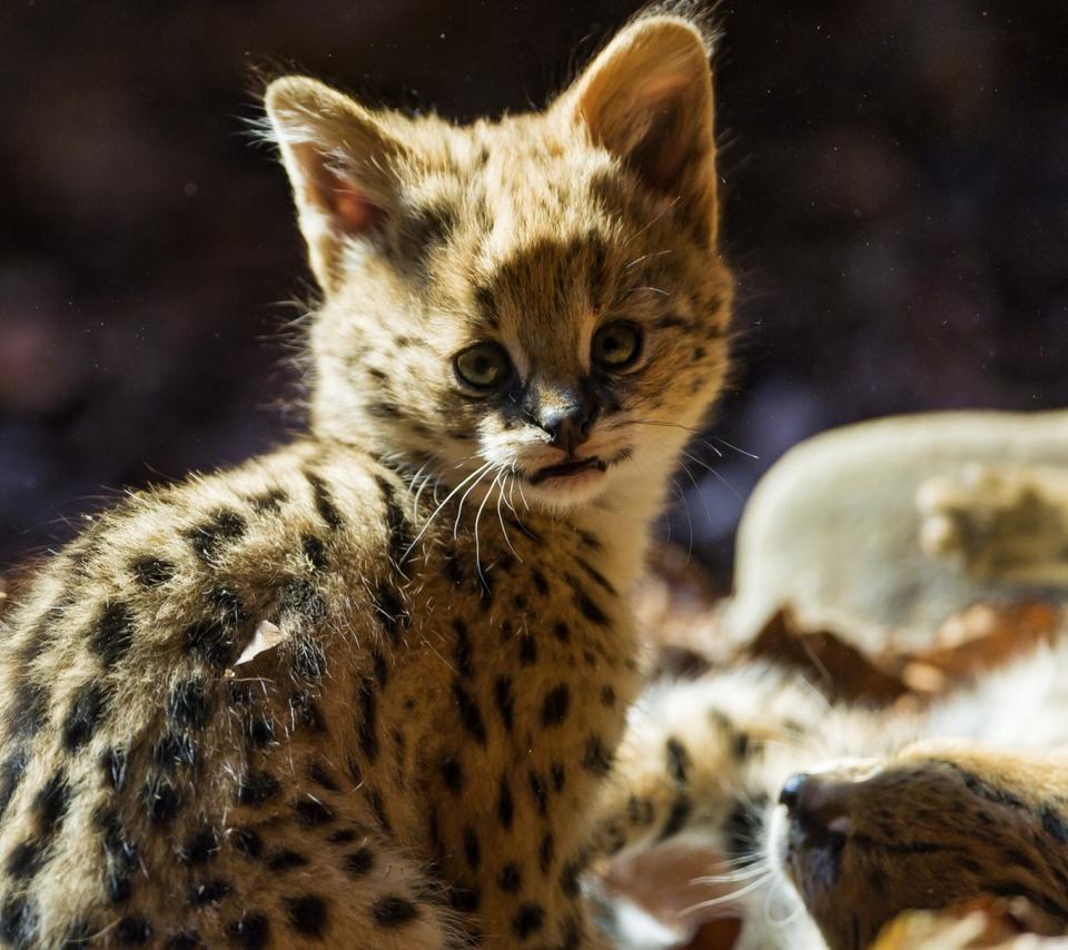 A cute baby jaguar - Wild animal