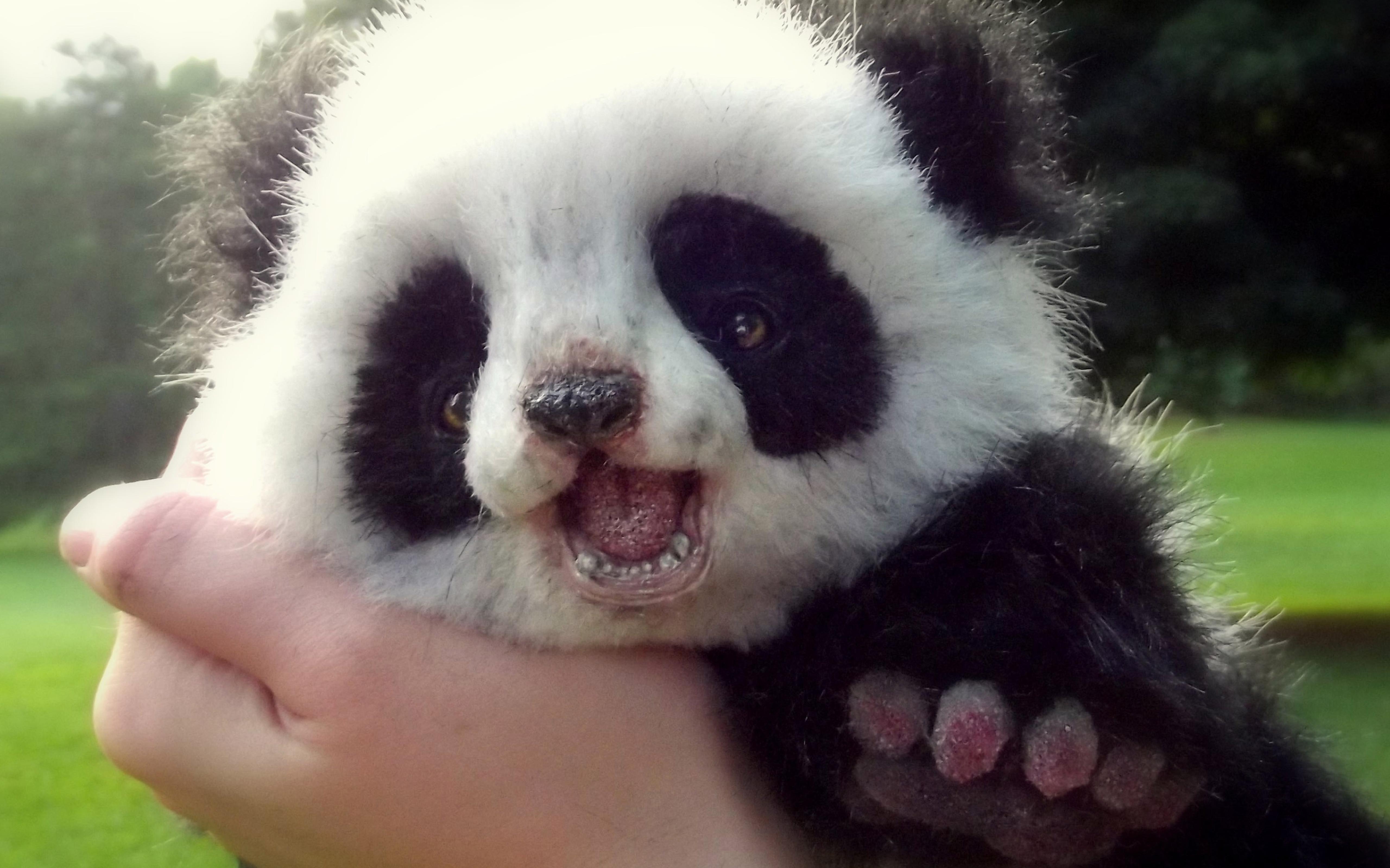Cute panda bear cub - Wild animals wallpaper