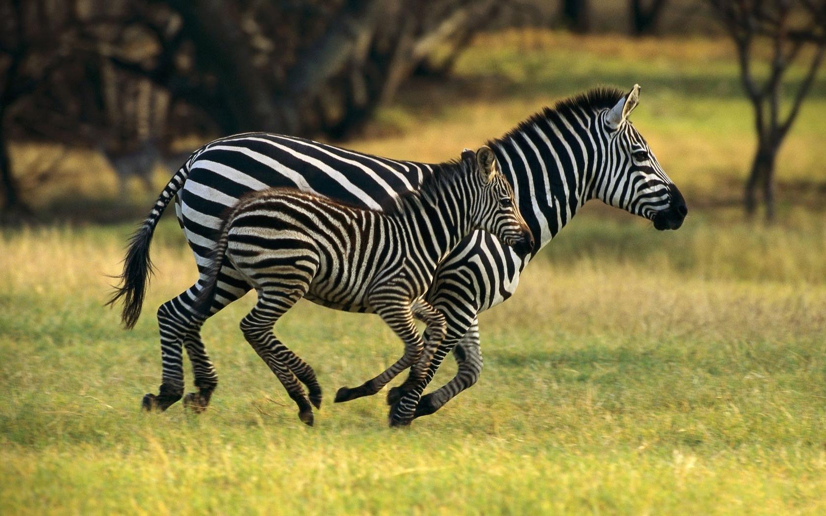 Mother and child running in the jungle - Zebra animals