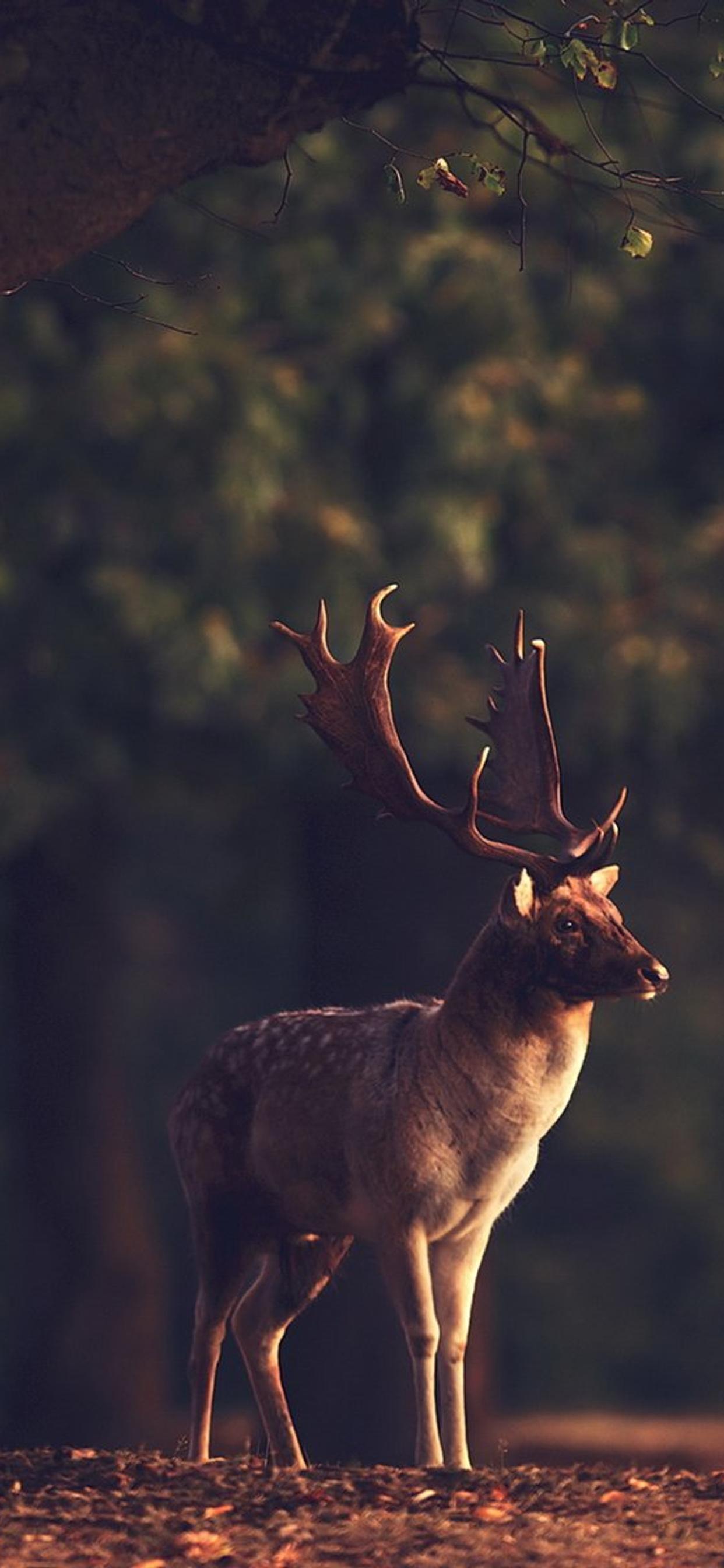 Professional photo with a deer in the forest - HD wallpaper